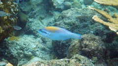 Blue Parrotfish Initial (18